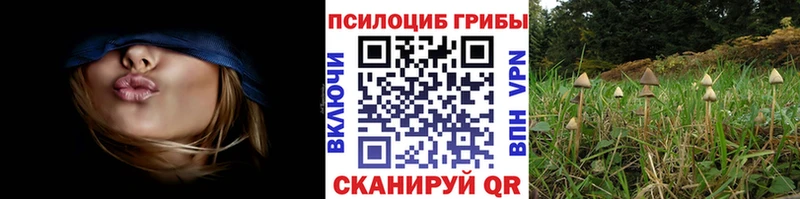 Псилоцибиновые грибы Psilocybine cubensis  Видное 